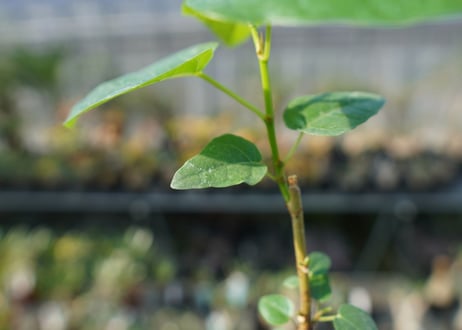 フィカス パルメリー Ficus palmeri