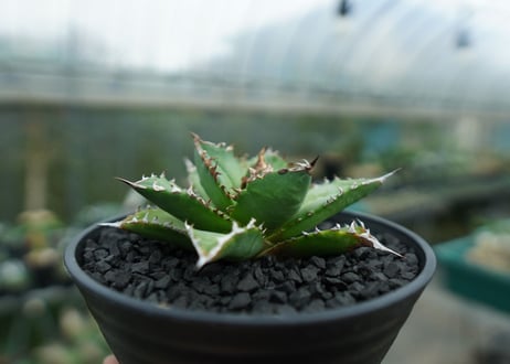 アガベ　チタノタ 　Agave titanota　No.6
