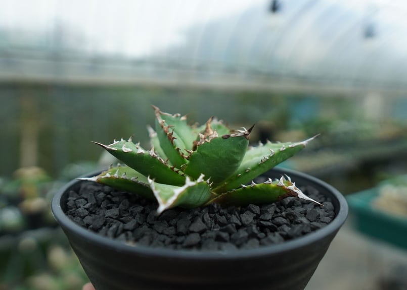 アガベ チタノタ Agave titanota ビルベイカー株 親株 #2 アガベ チタノタ 