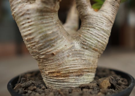 パキポディウム マカイエンセ　Pachypodium makayense