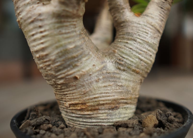 n*3様 Pachypodium makayense パキポディウム　マカイエン マカイエンセ – Hachi-8