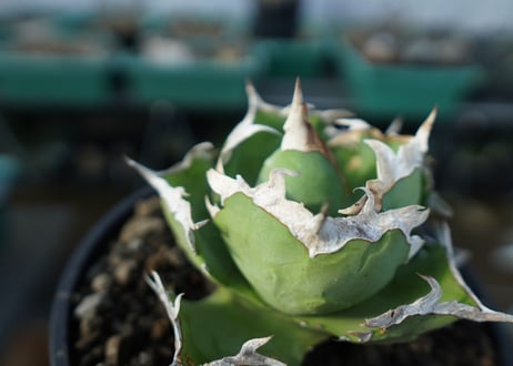 アガベ　チタノタ　螃蟹　Agave titanota Crab