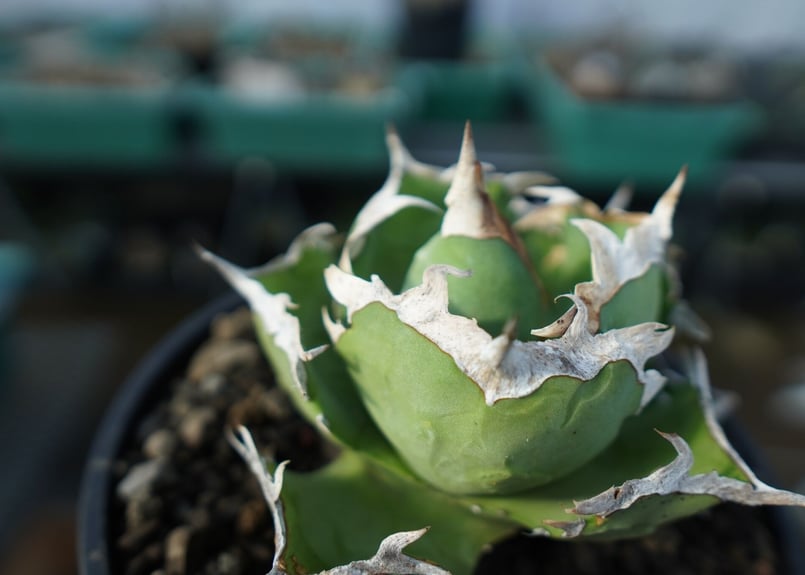 アガベ　チタノタ　螃蟹　Crab 良型 アガベ チタノタ '螃蟹' Agave titanota 'Crab' ペン蟹🦀 ずいぶんと