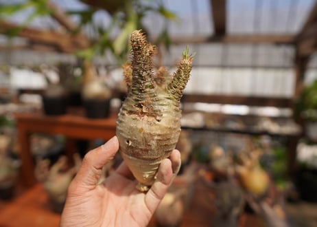 パキポディウム　グラキリス　Pachypodium gracilius　抜き苗　№36