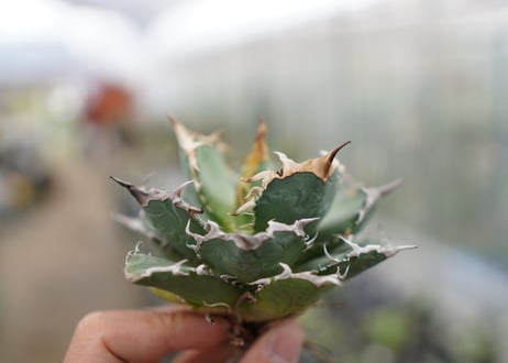 Agave titanota FO-76  D NO.1