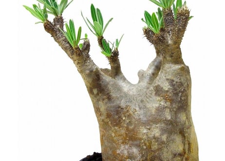 パキポディウム  グラキリス　 Pachypodium Gracilius №３