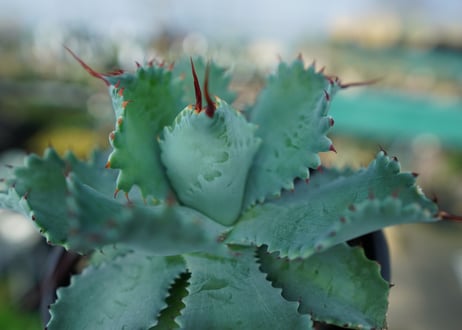 アガベ　ポタトラム　”スポーン”　agave potatorum "spawn"