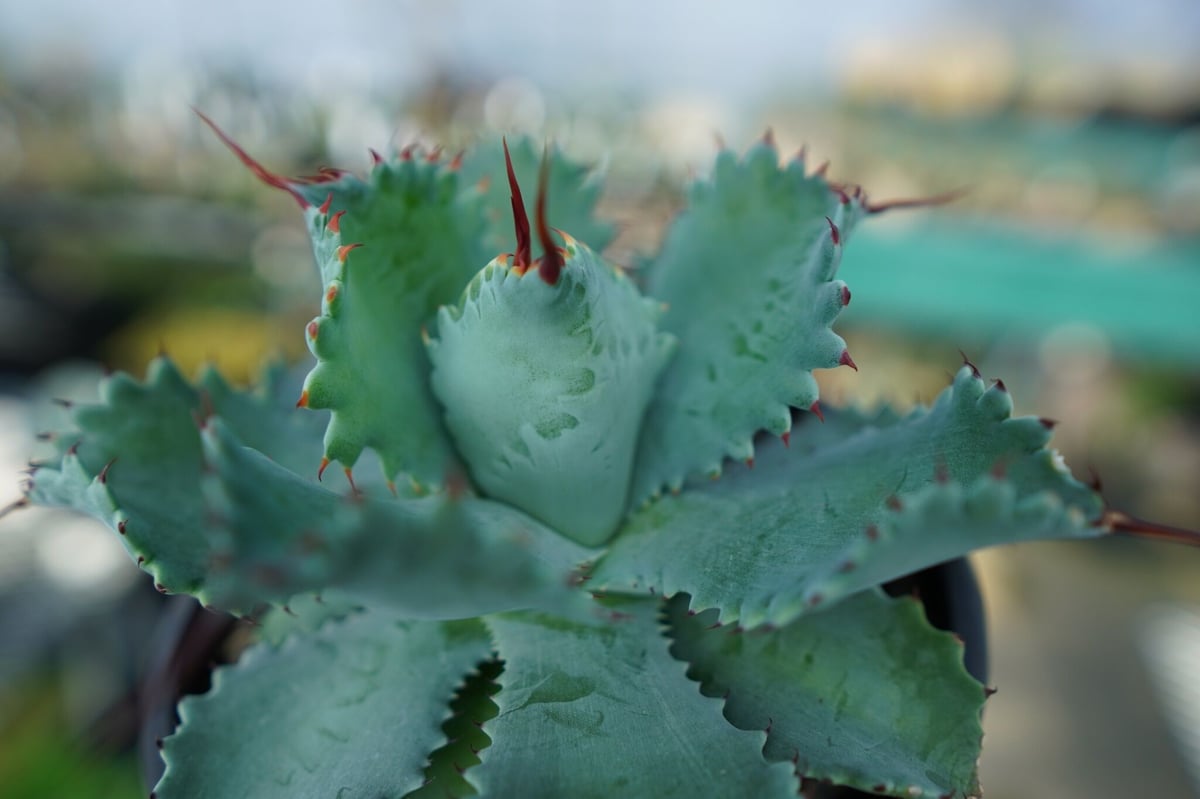 アガベ ポタトラム ”スポーン” agave potatorum 