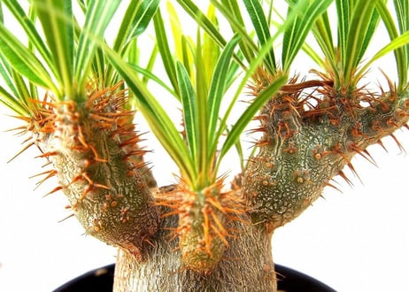 Pachypodium rosulatum   パキポディウム　グラキリス　実生