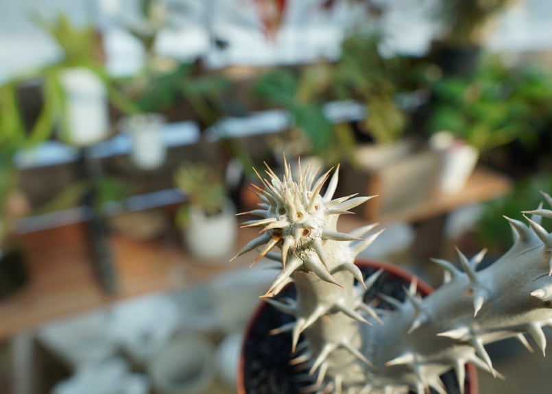 パキポディウム デンシフローラム No.2 | mana's farm:塊根植物