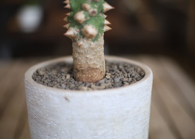 トックリキワタ Ceiba speciosa | mana's farm:塊根植物・アガベ・ド