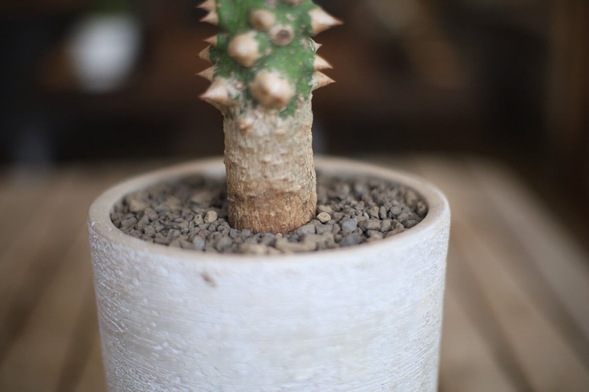 現品　トックリキワタ　南米桜　幹上がり　根上がり　特大　インテリア　観葉植物 現品 トックリキワタ 南米桜 幹上がり 根上がり 特大 インテリア