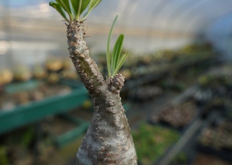 パキポディウム　グラキリス　 Pachypodium Gracilius  No.9