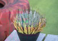 アガベ サングロー Agave Sun Glow | mana's farm:塊根植物・アガ