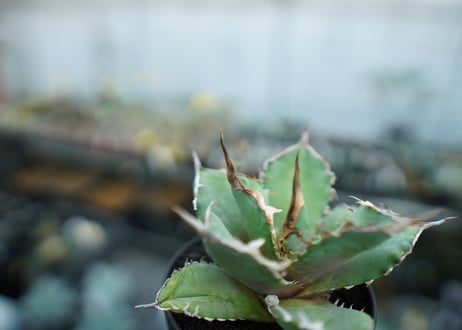 アガベ　チタノタ　獅子光　agave titanota lion light