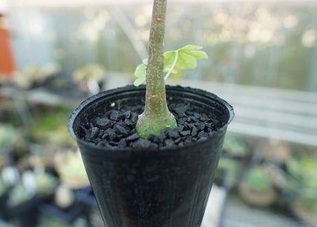 アデニア　グラウカ　Adenia glauca  No.2