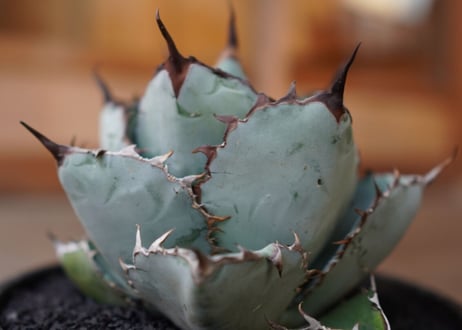 Agave titanota 'black and blue'　No.1