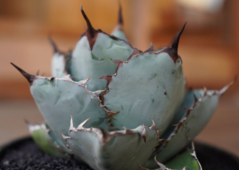 Agave titanota 'black and blue' No.1 | mana's f