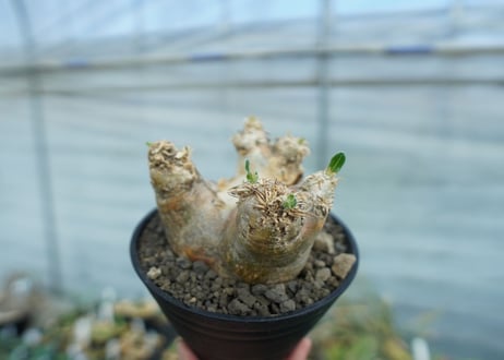 パキポディウム　エブレネウム　Pachypodium eburneum　No.2