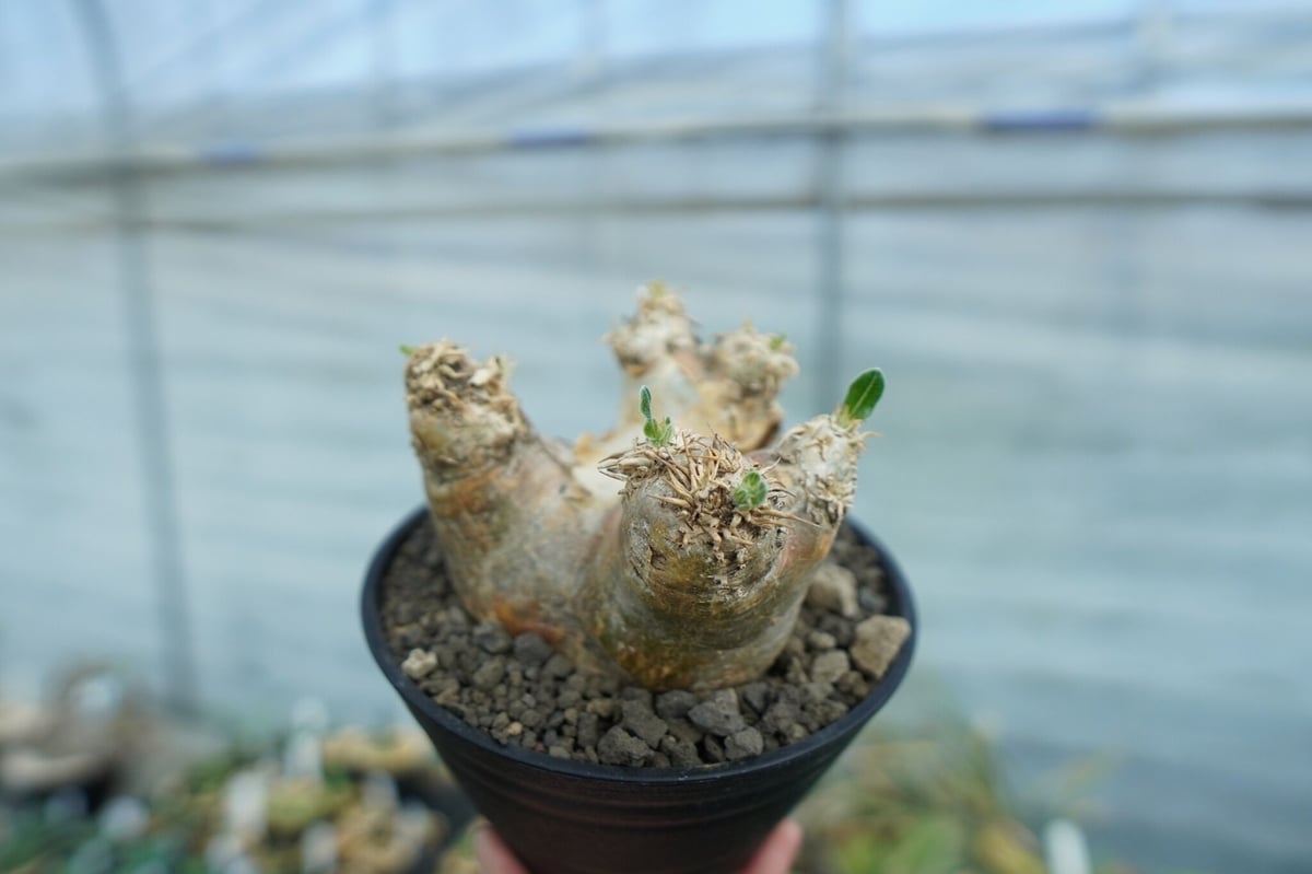 パキポディウム エブレネウム Pachypodium eburneum No.2 | mana