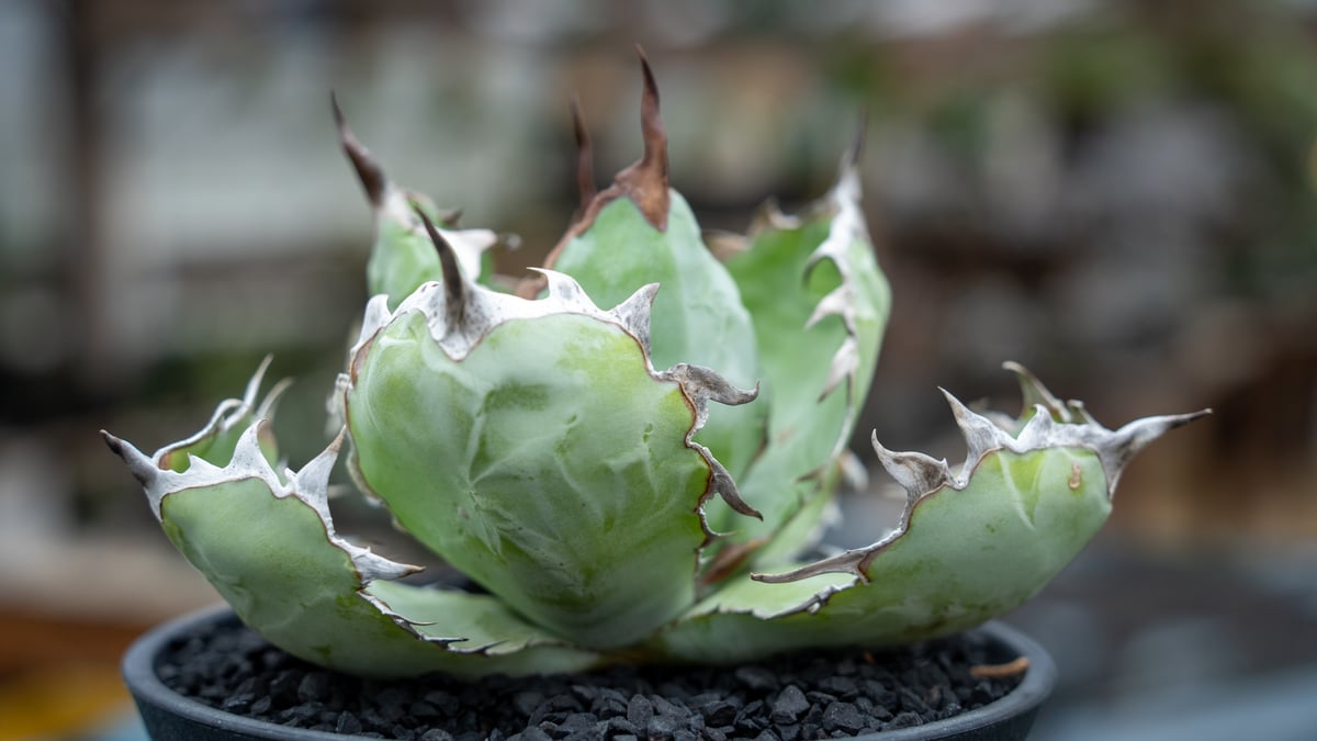 アガベ チタノタ ブラックアンドブルー | mana's farm:塊根植物