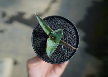 アガベ　チタノタ　 ブラックアンドブルー 　Agave titanota black and blue　No.4