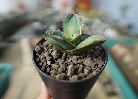 【オンライン限定】アガベ　チタノタ　FO-76　agave titanota  FO-76　No.1