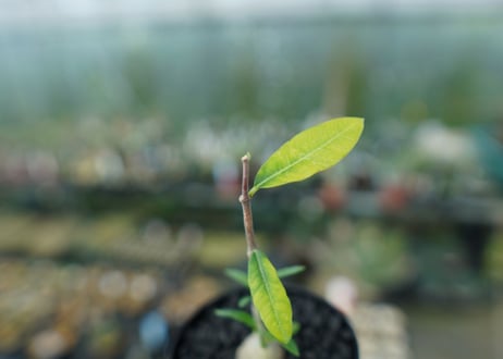フォッケア　エデュリス　Fockea edulis