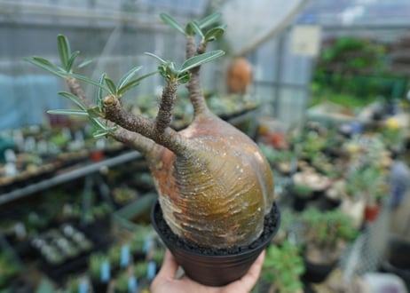パキポディウム　グラキリス　 Pachypodium Gracilius  No.3