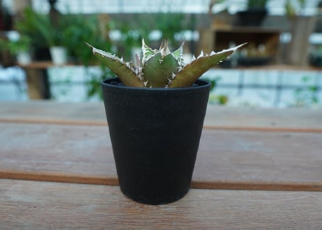 アガベ　チタノタ　レッドキャットウィーズル　Agave titanota Red catweezle　No.5