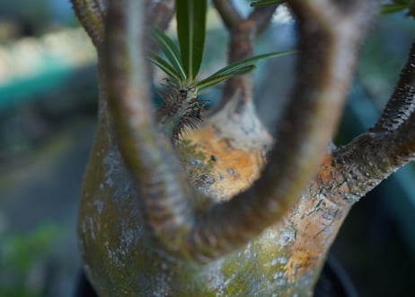パキポディウム　グラキリス　 Pachypodium Gracilius  No.1