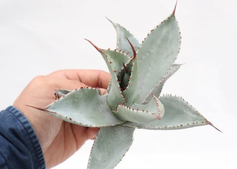 Agave pygmaea 'Dragon Toes' PUP no.5