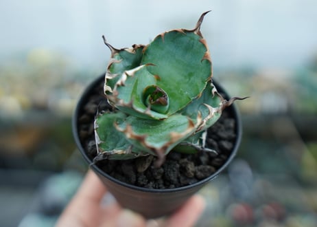 アガベ　チタノタ　 ブラックアンドブルー 　Agave titanota black and blue　No.2