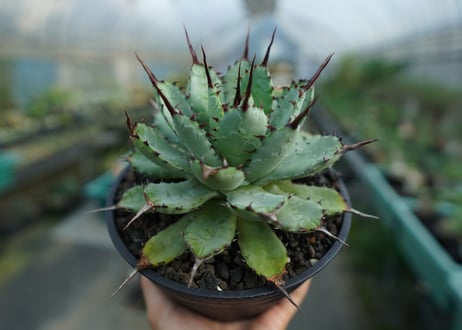 アガベ　マクロアカンサ×ポタトラム　 Agave macroacantha×potatorum