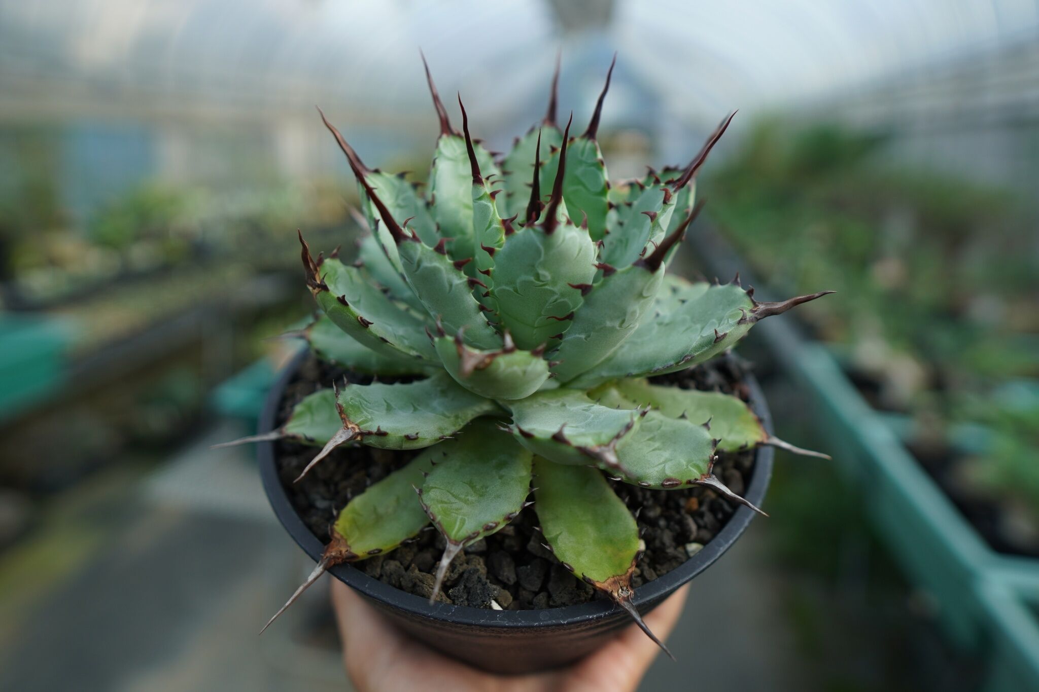 親株　アガベhybrid potatorum × macroacantha鉢ごと アガベ マクロアカンサ×ポタトラム Agave macroacantha×potatorum