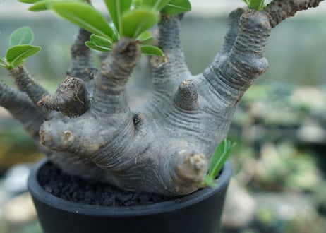 パキポディウム マカイエンセ　Pachypodium makayense　No.1