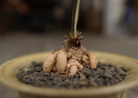 ペラルゴニウム　ビオリフロルム　Pelargonium violiflorum