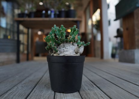 ユーフォルビア　クラビゲラ　Euphorbia clavigera
