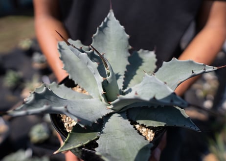 Agave temacapulinensis