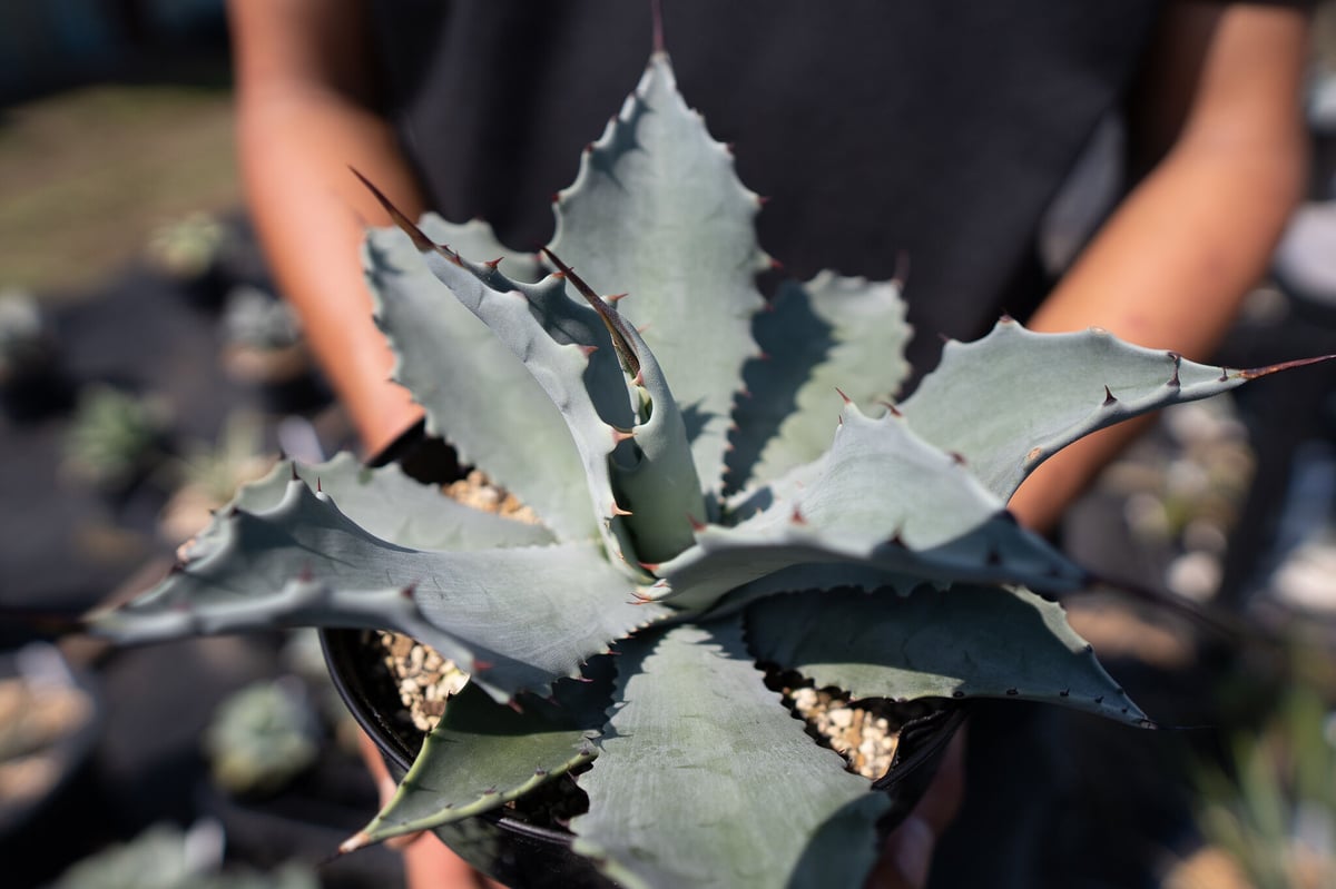 Agave temacapulinensis | mana's farm:塊根植物・アガベ・ド
