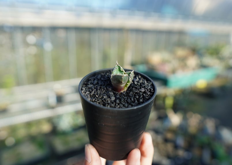 アガベ チタノタ 鬼爪雪峰 Agave titanota “Onitsume Yukimin