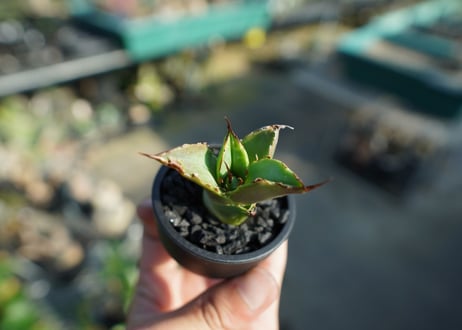 【抜き苗】アガベ　チタノタ　白鯨厳竜　Agave titanota White whale