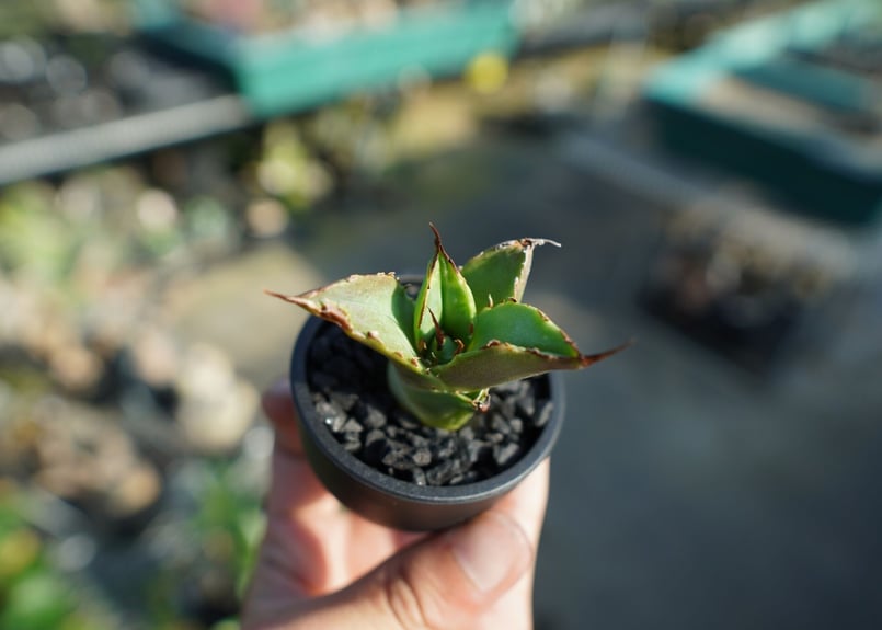抜き苗】アガベ チタノタ 白鯨厳竜 Agave titanota White whale |
