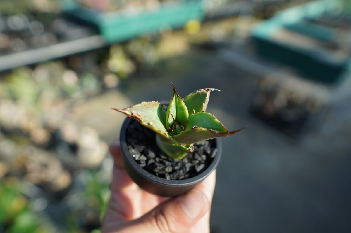 抜き苗】アガベ チタノタ 白鯨厳竜 Agave titanota White whale |