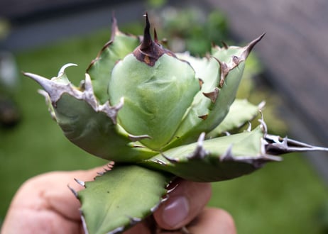 Agave titanota dwarf 姫厳龍NO.9