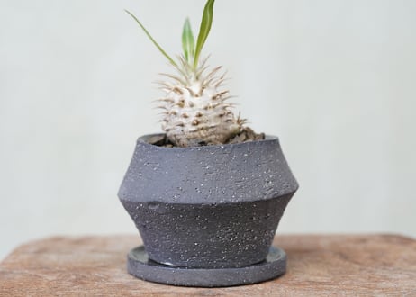 Pachypodium densiflorum　 №1