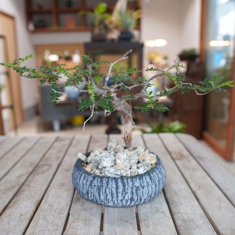 commiphoramonstrosa | STORES