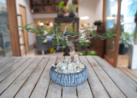 コミフォラ モンストローサ Commiphora monstrosa
