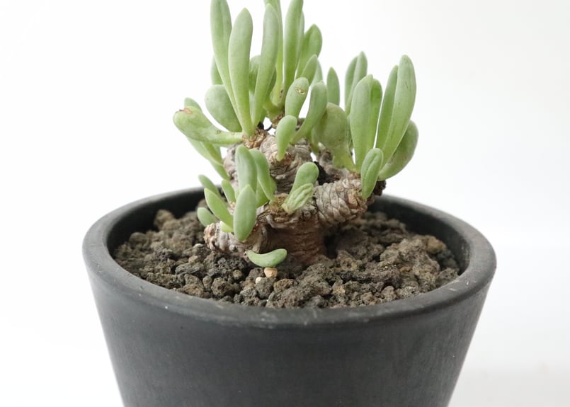 オトンナ クラビフォリア | mana's farm:塊根植物・アガベ・ドライ