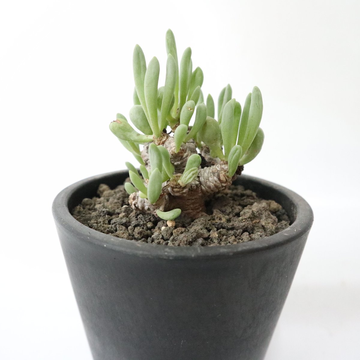 オトンナ　クラビフォリア　現地株　発根済 オトンナ クラビフォリア | mana's farm:塊根植物・アガベ・ドライ